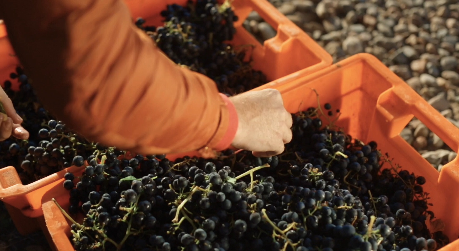 Nuestras líneas de vino